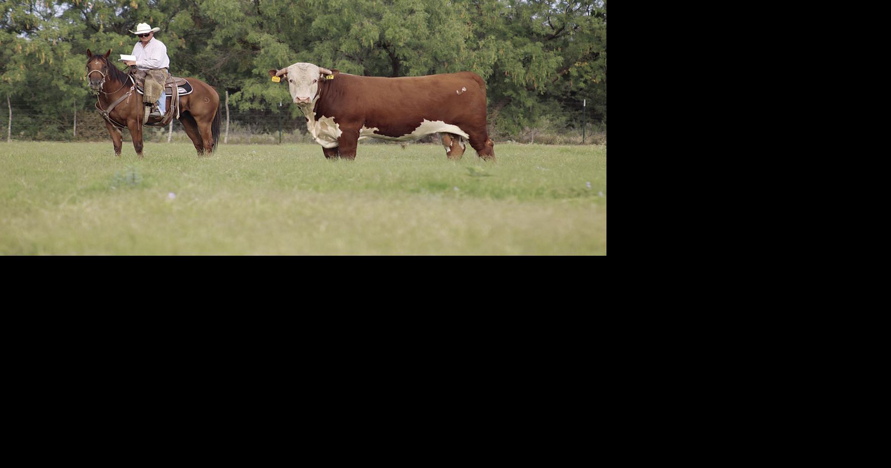 Bull market: Protecting your investment with basic bull management