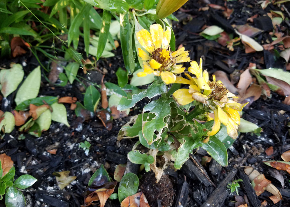 TEXAS GARDENING Plant zinnias in August to have better