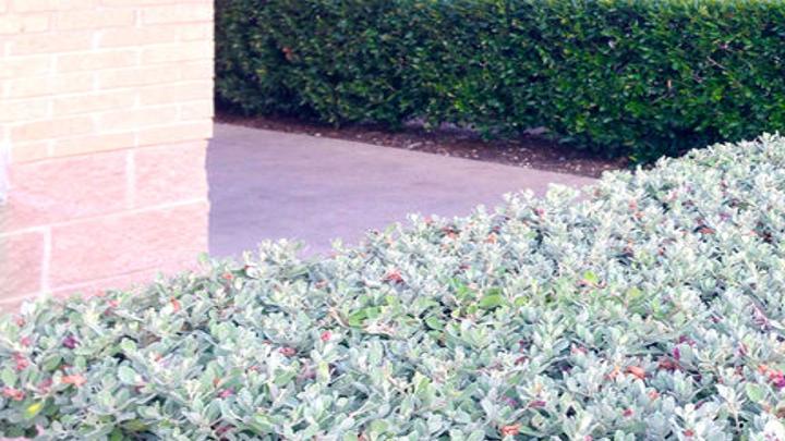 Texas Gardening Pick A Shrub To Fill The Spot Local News Theeagle Com