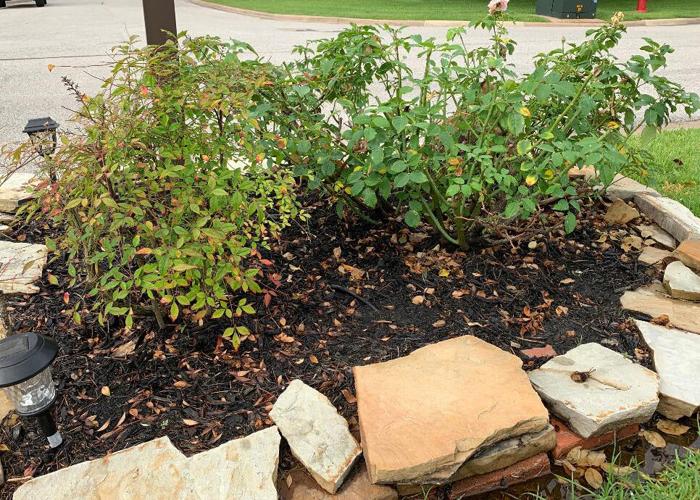 TEXAS GARDENING: Roses in decline