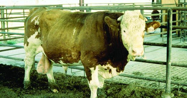 Reproductive issues can cause problems in bulls