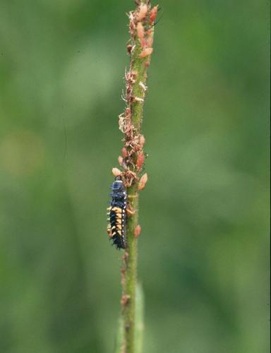 Lady Beetle Larvae eating aphids