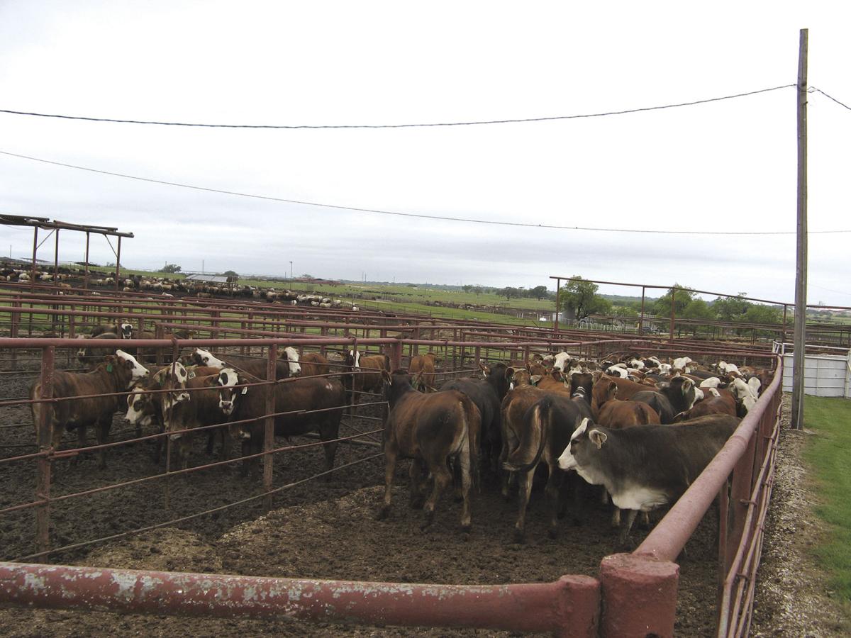 Stocking up Challenges for stocker cattle operations Land