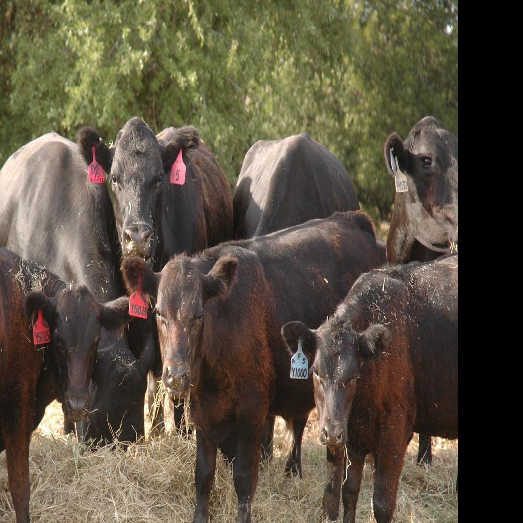 Cattle Prices Trend Lower Experts Cite Feed Costs And Extreme