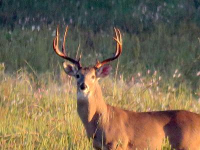 Big Brazos County Buck
