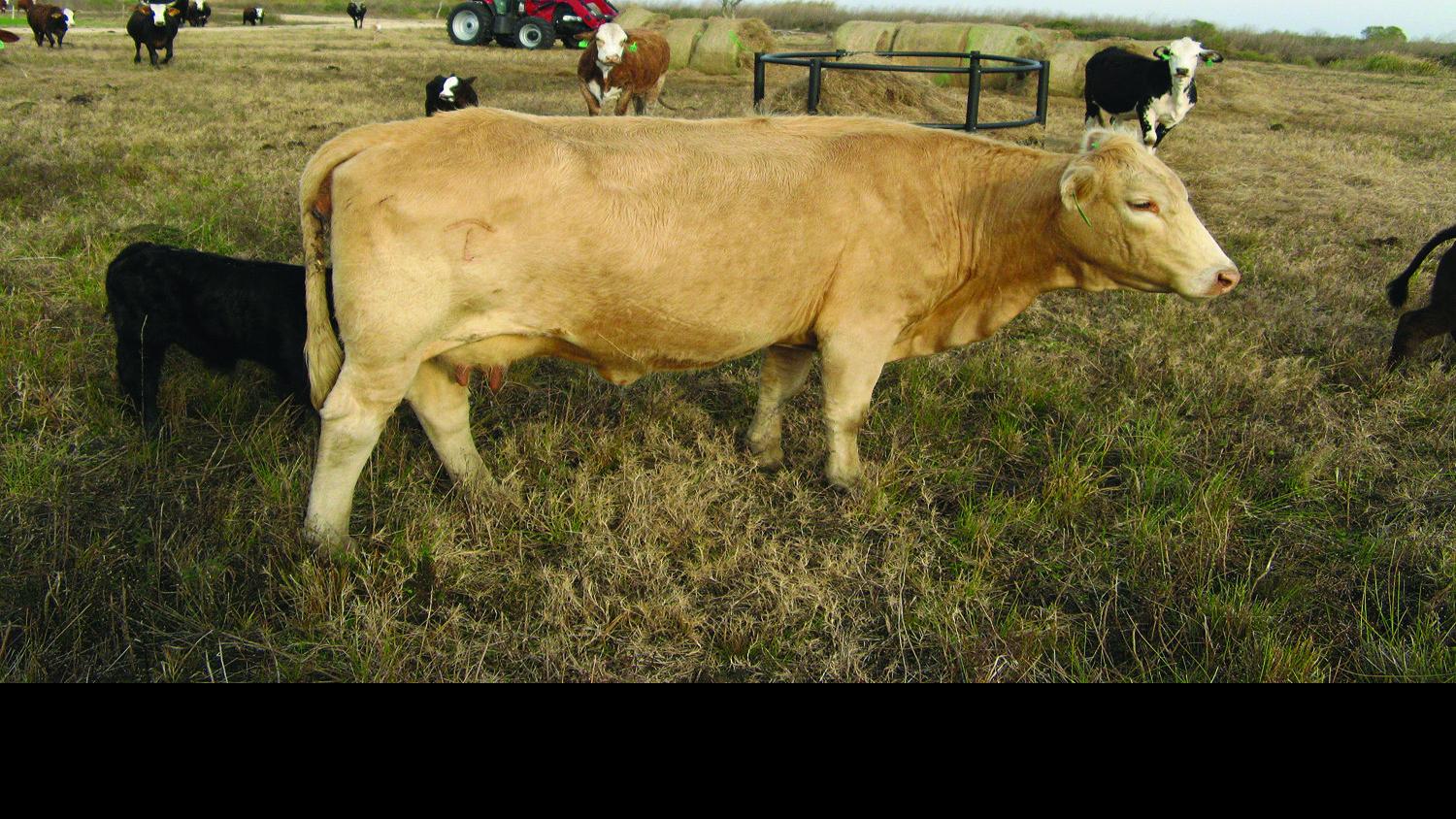 Stock Up Determining Stocking Rates For Introduced Forages Ask The Vet Theeagle Com