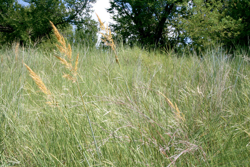 Texas native grasses