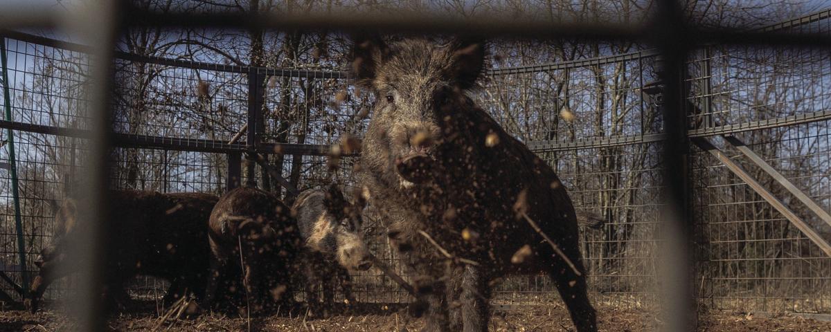 High Tech Feral Hog Traps May Be Worth The Greater Investment For