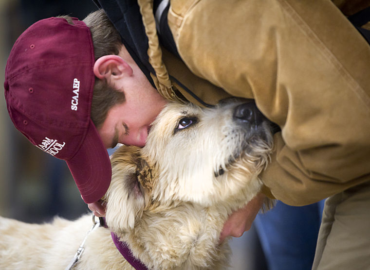 Therapy dogs help Aggies pet away finals stress