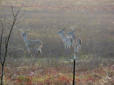 Nice Young Bucks