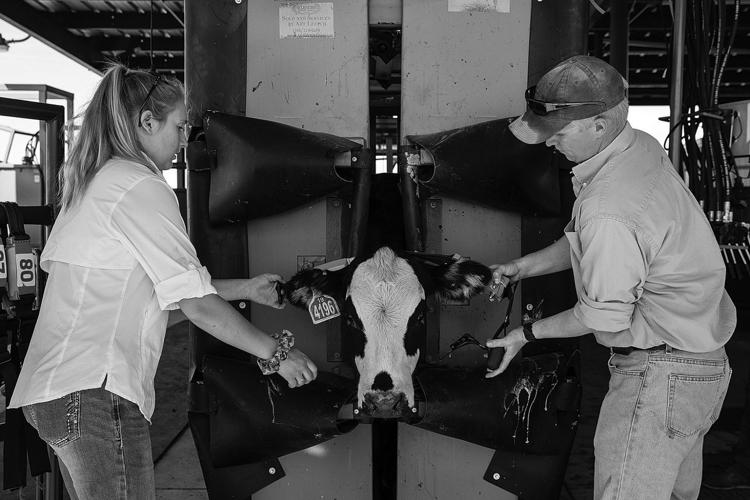 Top 12 things to consider before building a cattlehandling facility