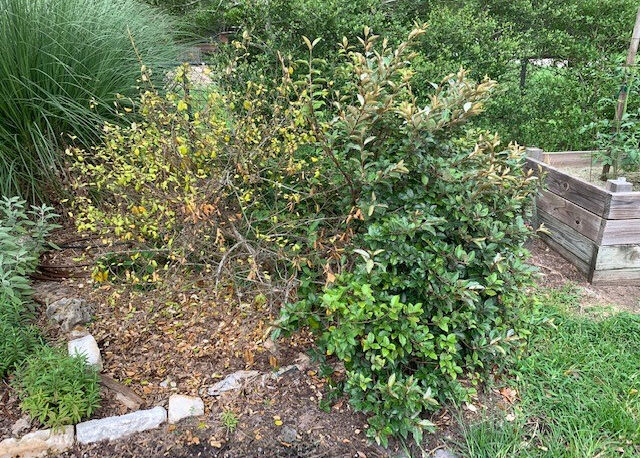 TEXAS GARDENING: Elaeagnus dying