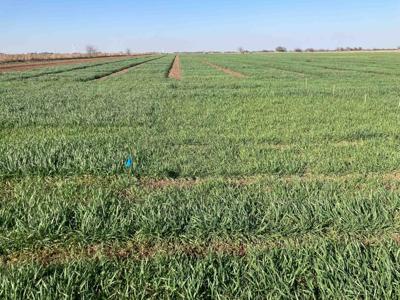 mcgregor wheat field