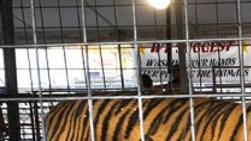 Traveling Exhibit Of Exotic Animals Stops In Bryan Local News Theeagle Com