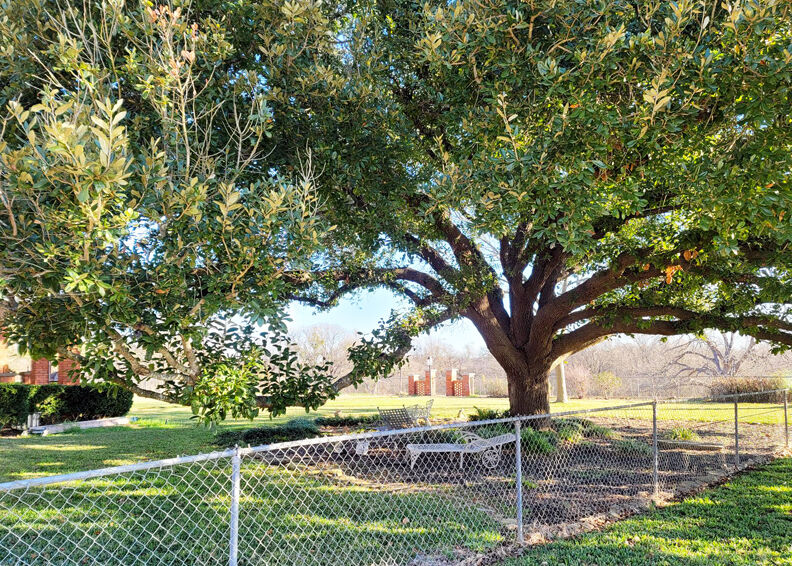Live oak with new shoots on branches