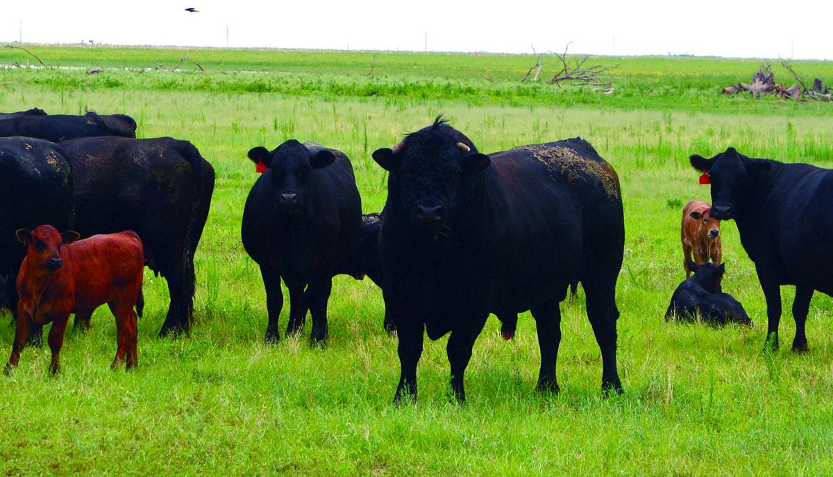 Expert Cattle producers should be 'steeling' for the future