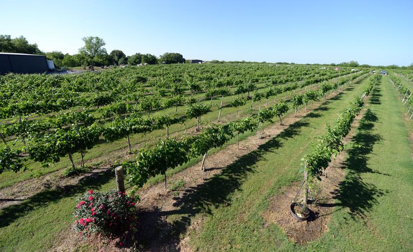Messina Hof celebrates budding vines with Wine & Roses Festival