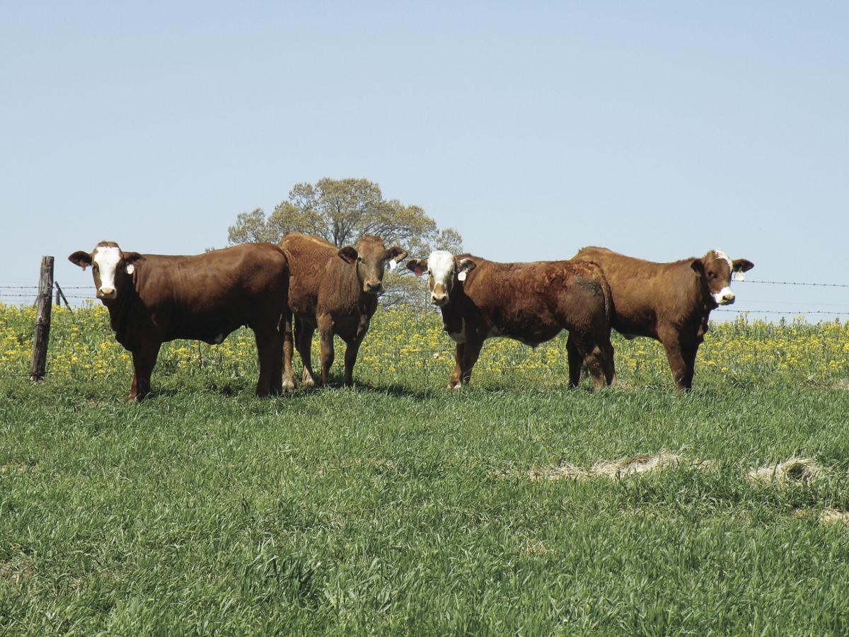 Soil tests should determine fertilization of winter pastures