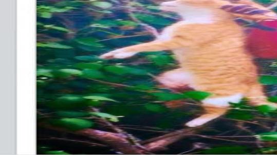 Veterinarian In Hot Water Over Dead Cat Photo On Facebook Local