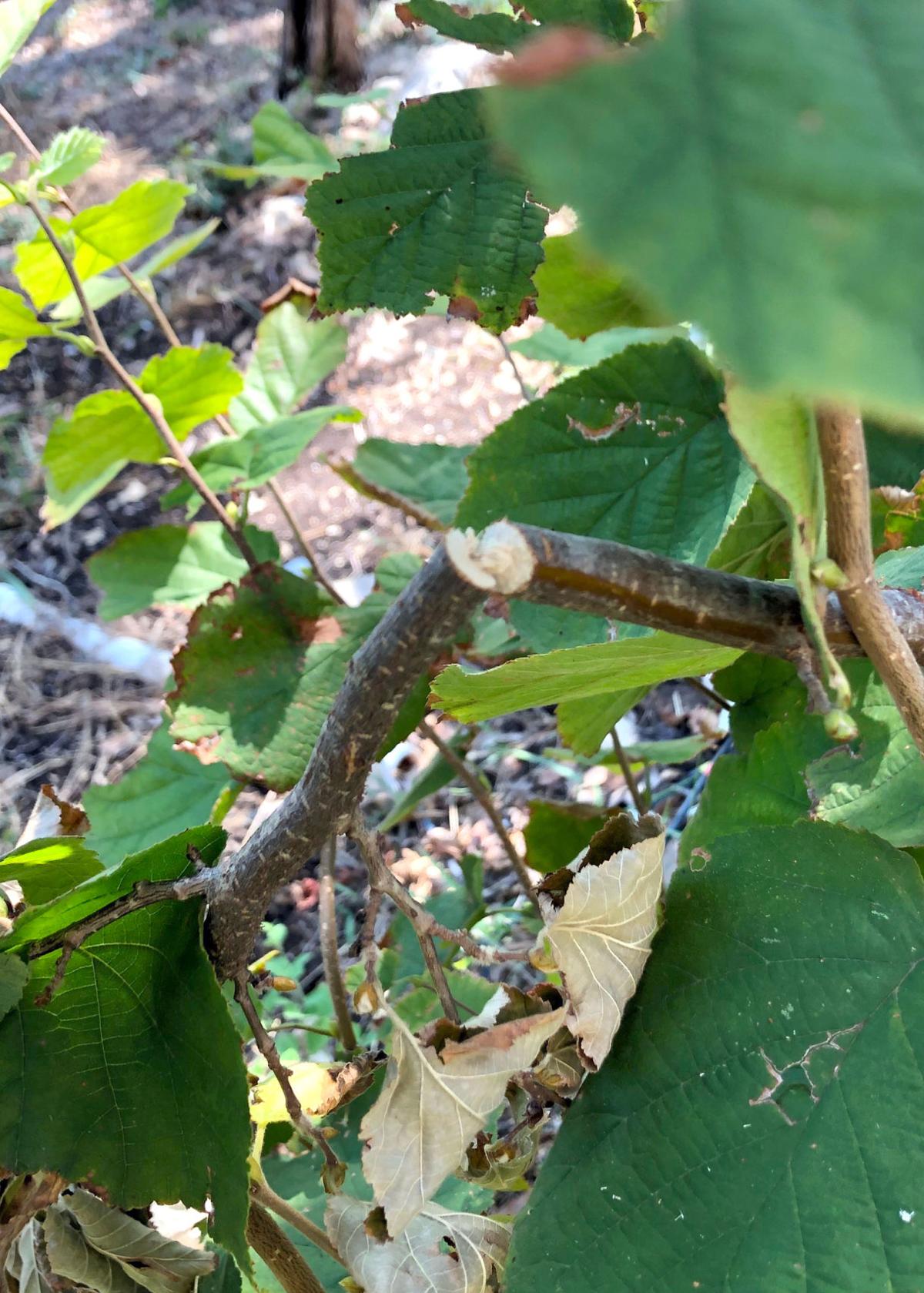Texas Gardening Struggling Pittosporum Likely Got Too Dry Local News Theeagle Com