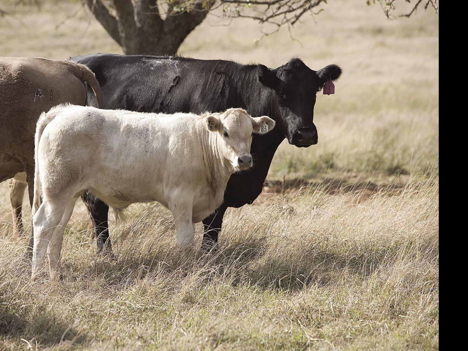 Grazin In The Grass Forage Options For The Blackland Prairies