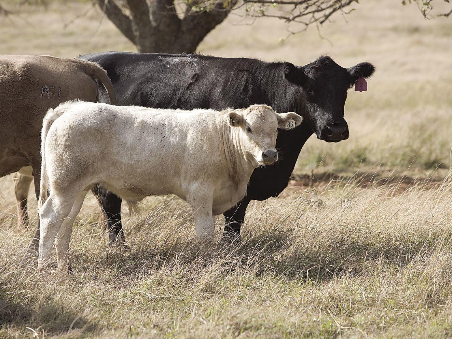 Grazin In The Grass Forage Options For The Blackland Prairies