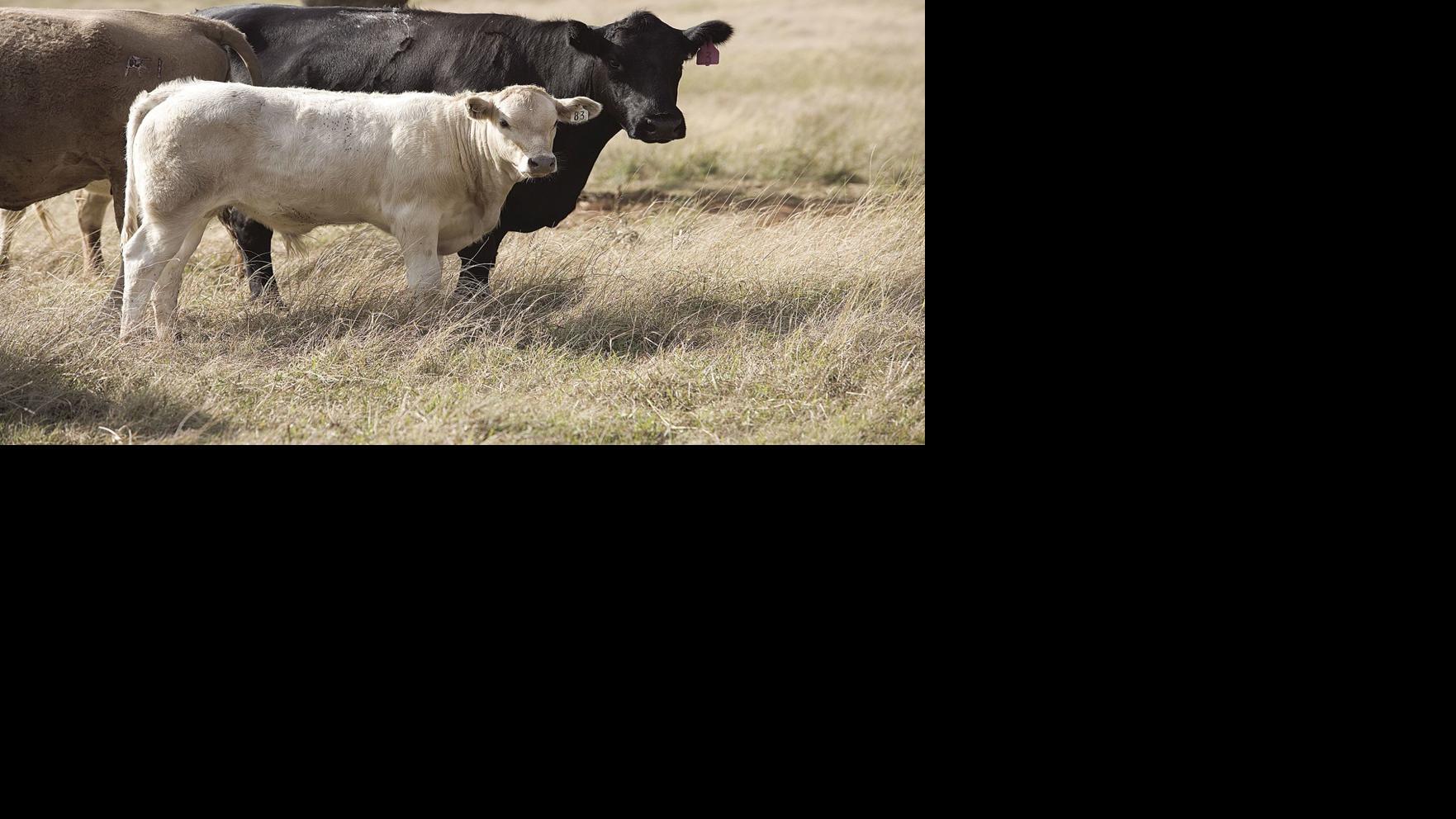 Grazin In The Grass Forage Options For The Blackland Prairies Land Livestock Post Theeagle Com