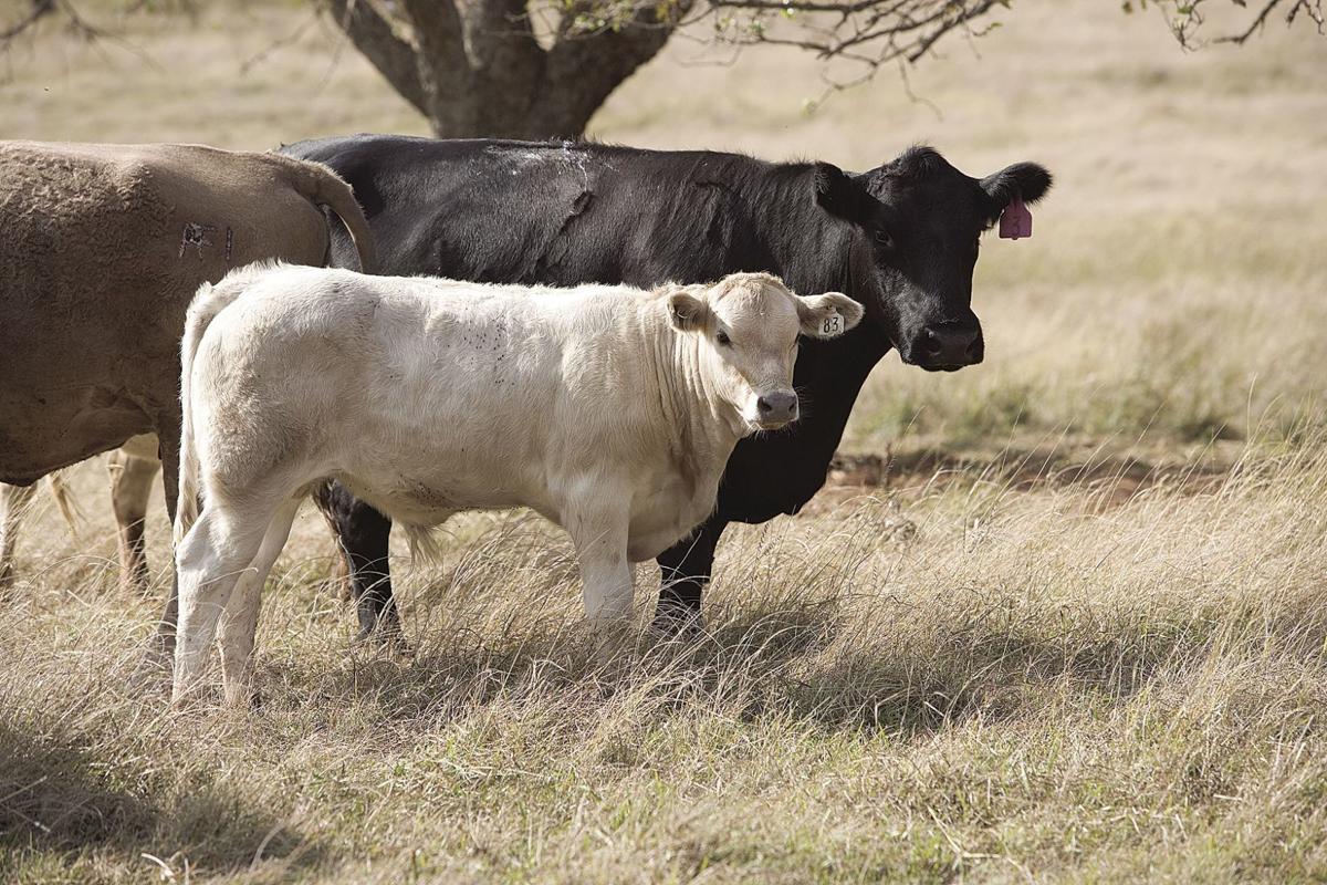 Grazin In The Grass Forage Options For The Blackland Prairies