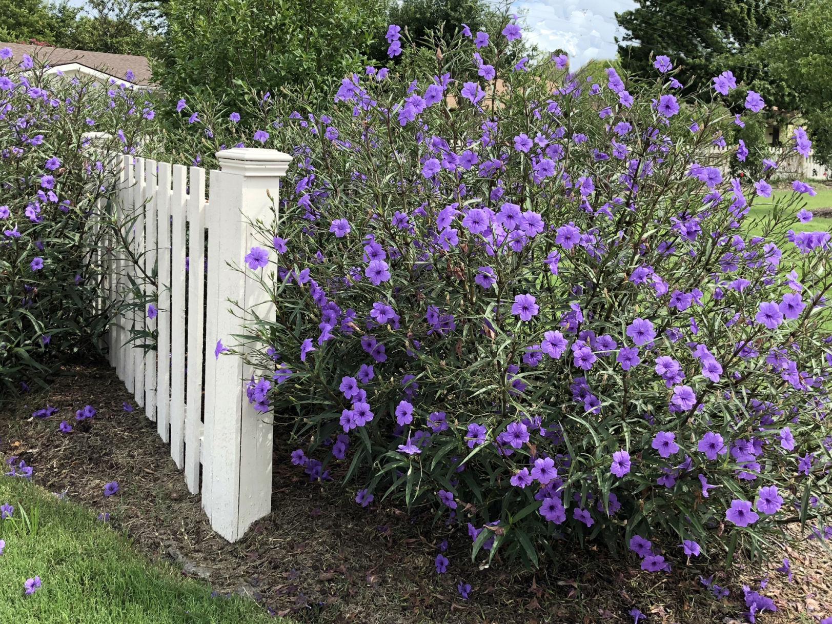 Download Texas Gardening The Mexican Petunia Is A Beautiful Strongly For iPhone Wallpaper Texas Gardening The Mexican Petunia Is A Beautiful Strongly For Free