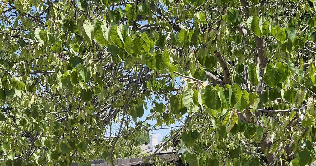 Neil Sperry: Wilting redbud’s issue is in its trunk or root system