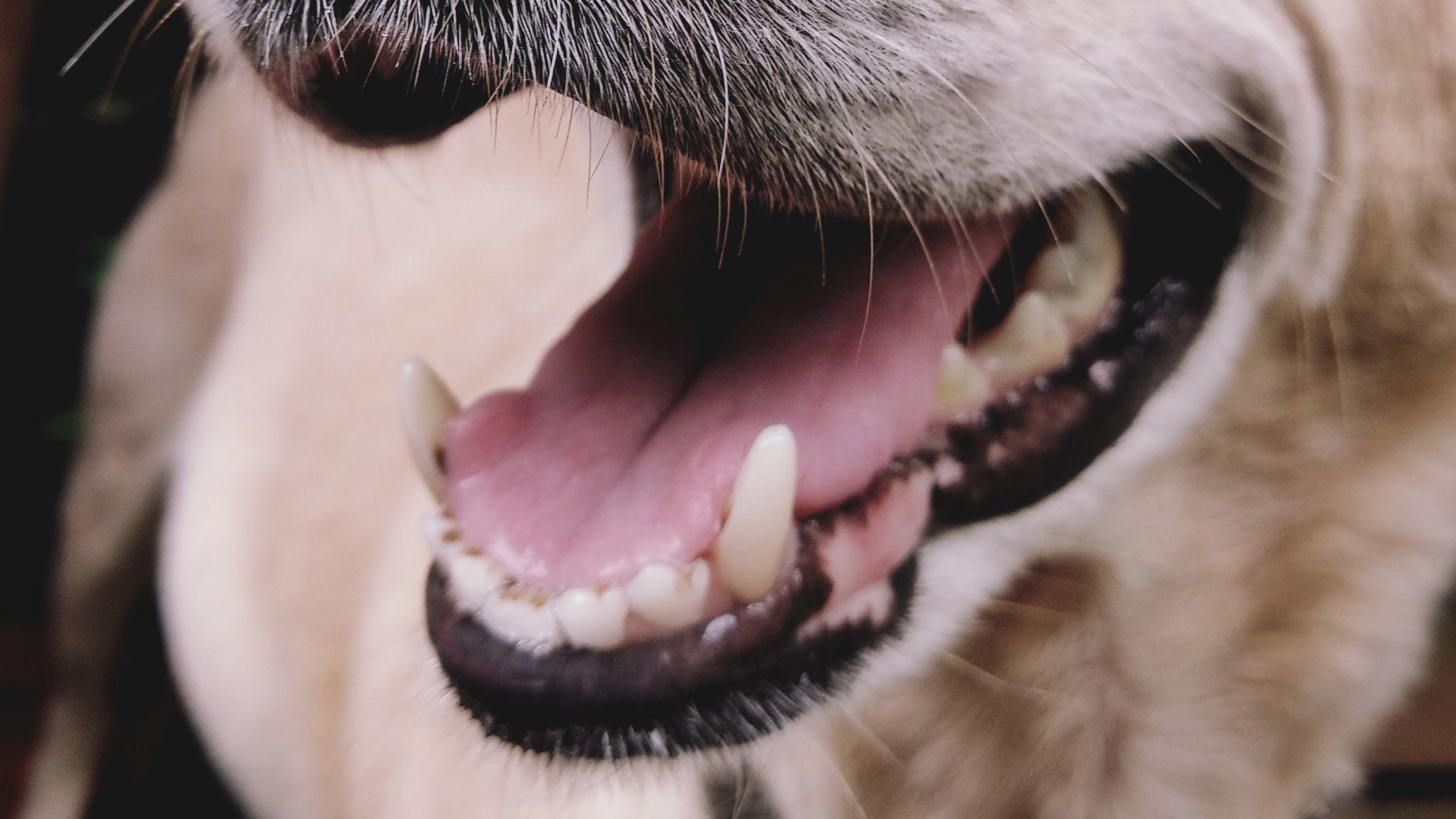 Download A Healthy Man In Germany Was Licked By His Dog He Was Dead Within For Android Wallpaper A Healthy Man In Germany Was Licked By His Dog He Was Dead Within Desktop Wallpaper Free