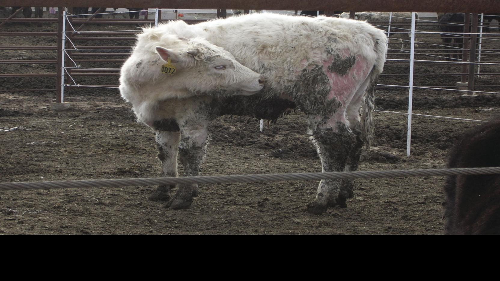 Lice Are A Winertime Threat To Any Producer Land Livestock Post Theeagle Com