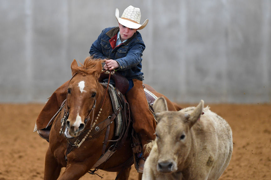 Stock Horse Show