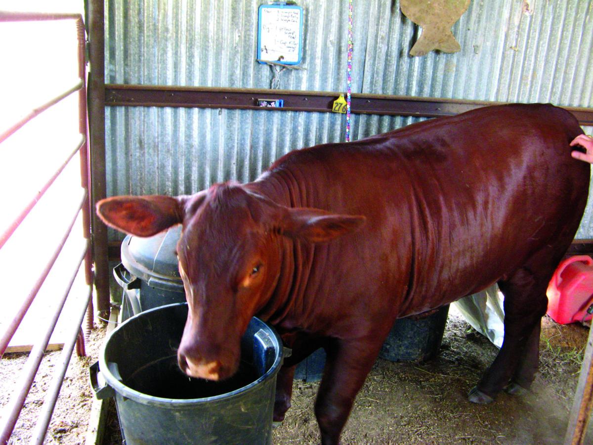 Brahman Cattle Disadvantages : Profitable Cattle Marketing ...