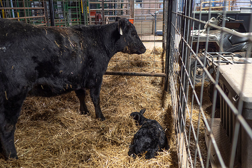 Backward-calf deliveries