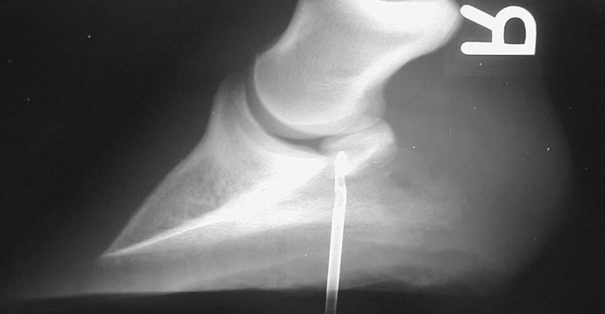 How deep puncture wounds in horses’ feet can be found, treated Land