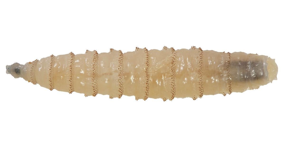 New World screwworm news stirs cattle markets, not meat supply
