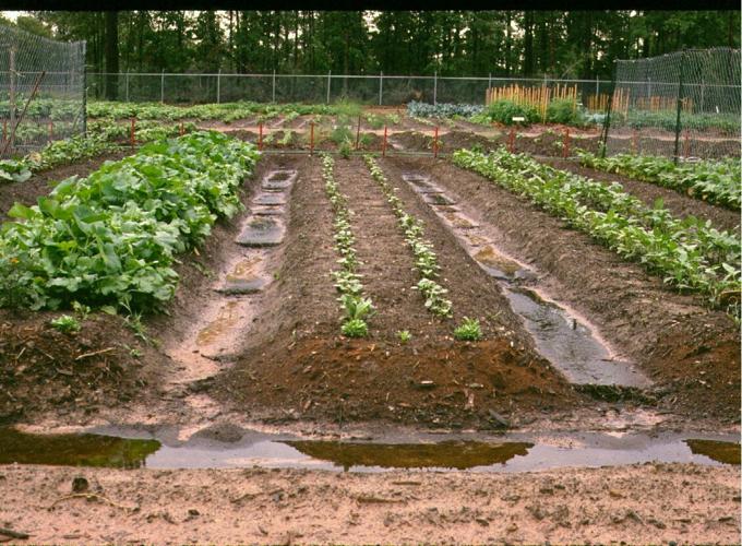 SKIP RICHTER: Sage guidance for gardening results | Brazos Everyday living 1 Well Drained Raised Bed