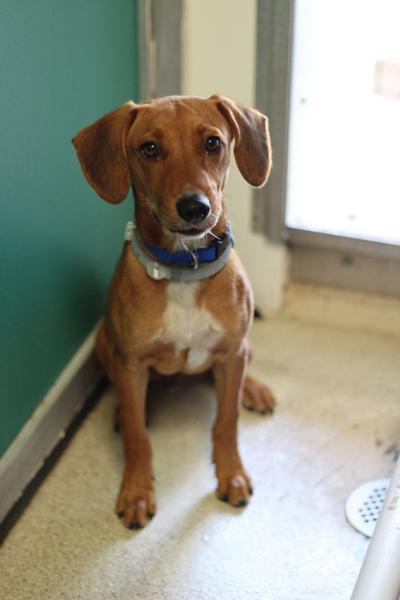 Pet of the week: Zero