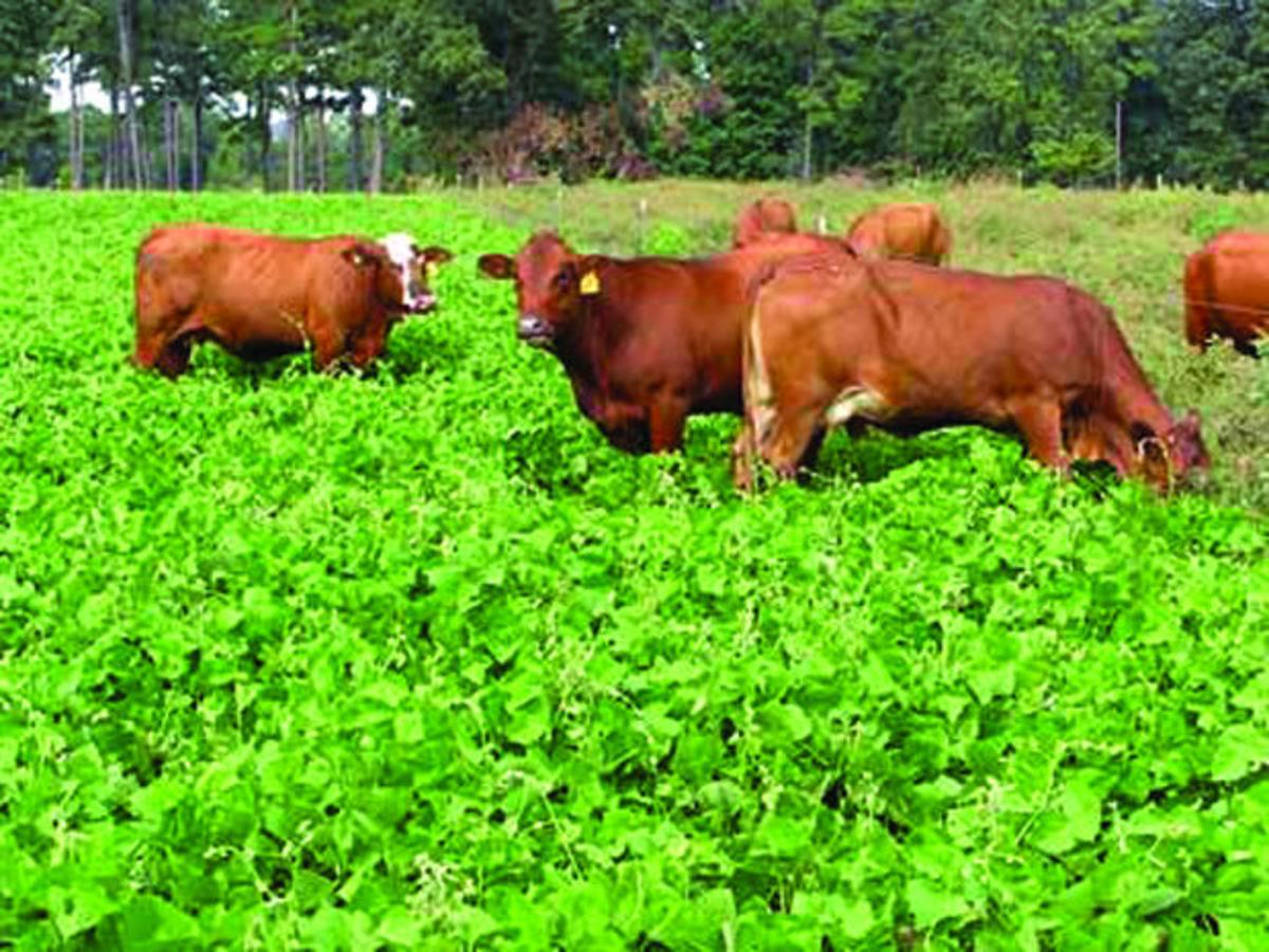 Has Beans Warm Season Pasture Legumes Are A Good Investment Land Livestock Post Theeagle Com
