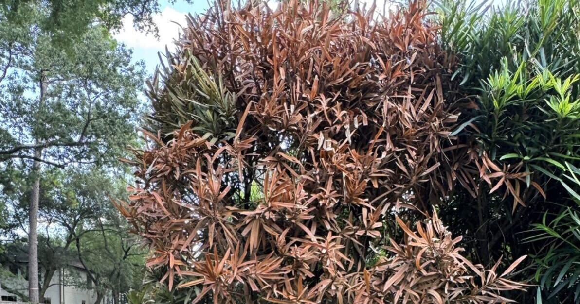 Neil Sperry: Fusarium wilt may be behind Japanese yews’ issue