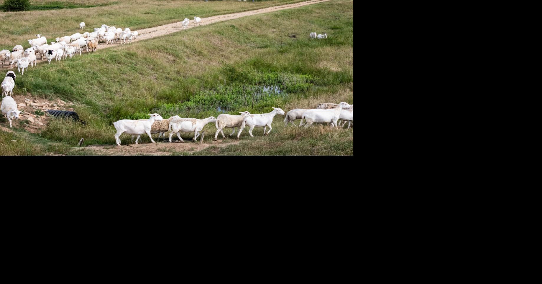 'Solar sheep' industry booms in Texas as farmers try to co-exist with big energy projects