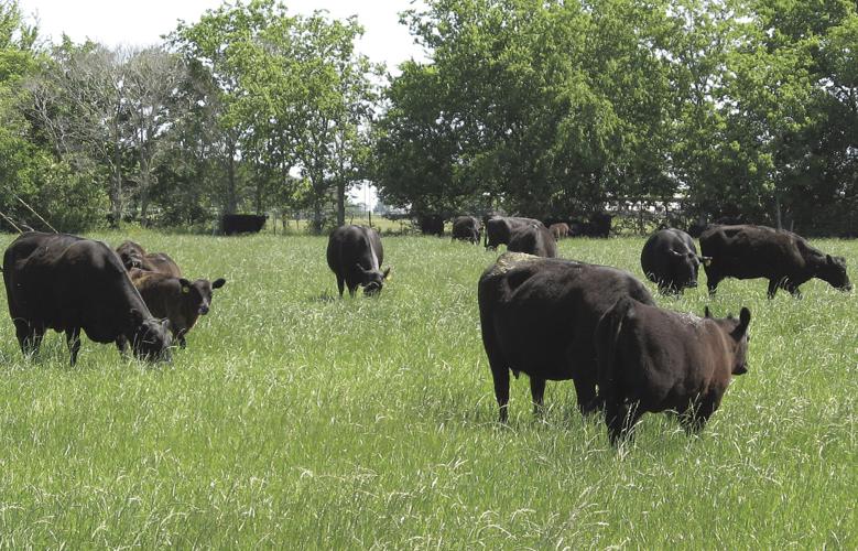 Healthy living Transmission of beef cattle reproductive diseases