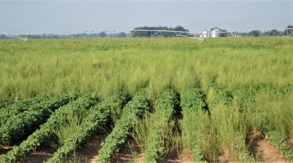 Pigweed
