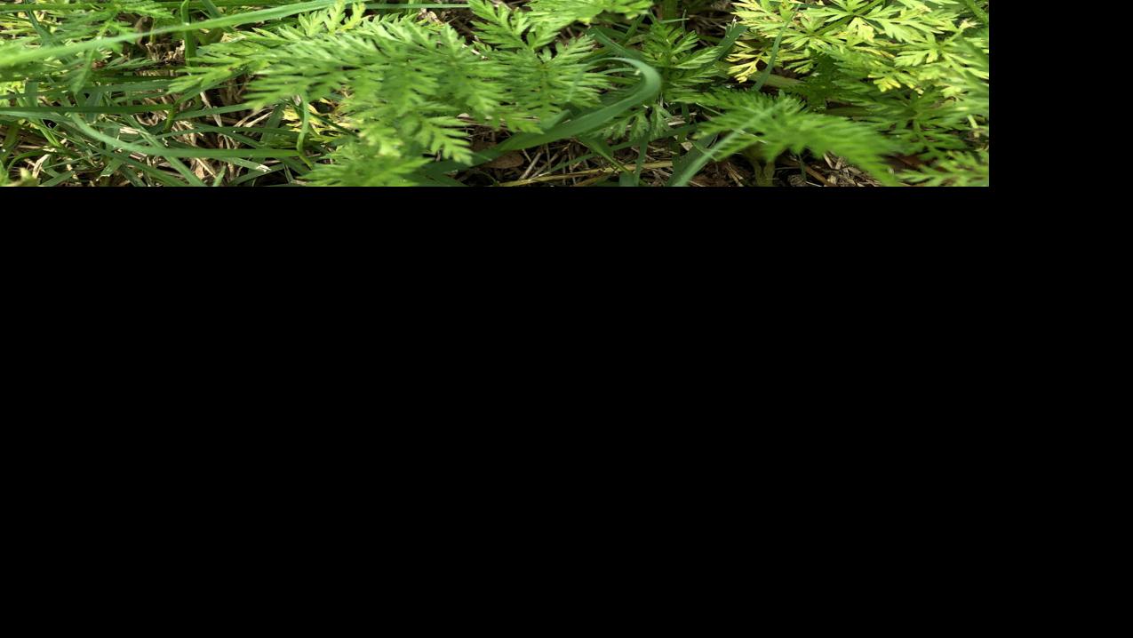 Texas Gardening For Weed Like Wild Carrots You Can Use A Broadleafed Weedkiller Botany Theeagle Com