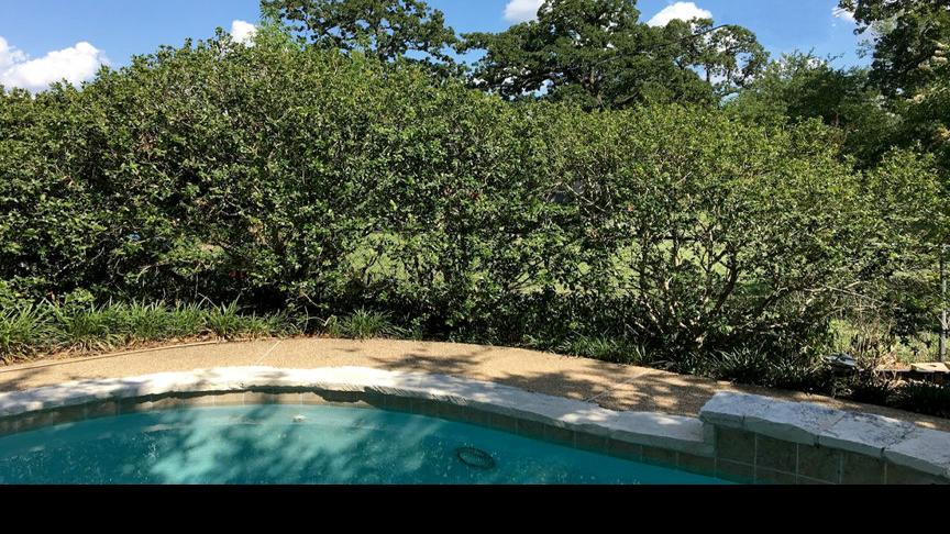 Texas Gardening Prune Holly Early For Thicker Coverage Later Local News Theeagle Com