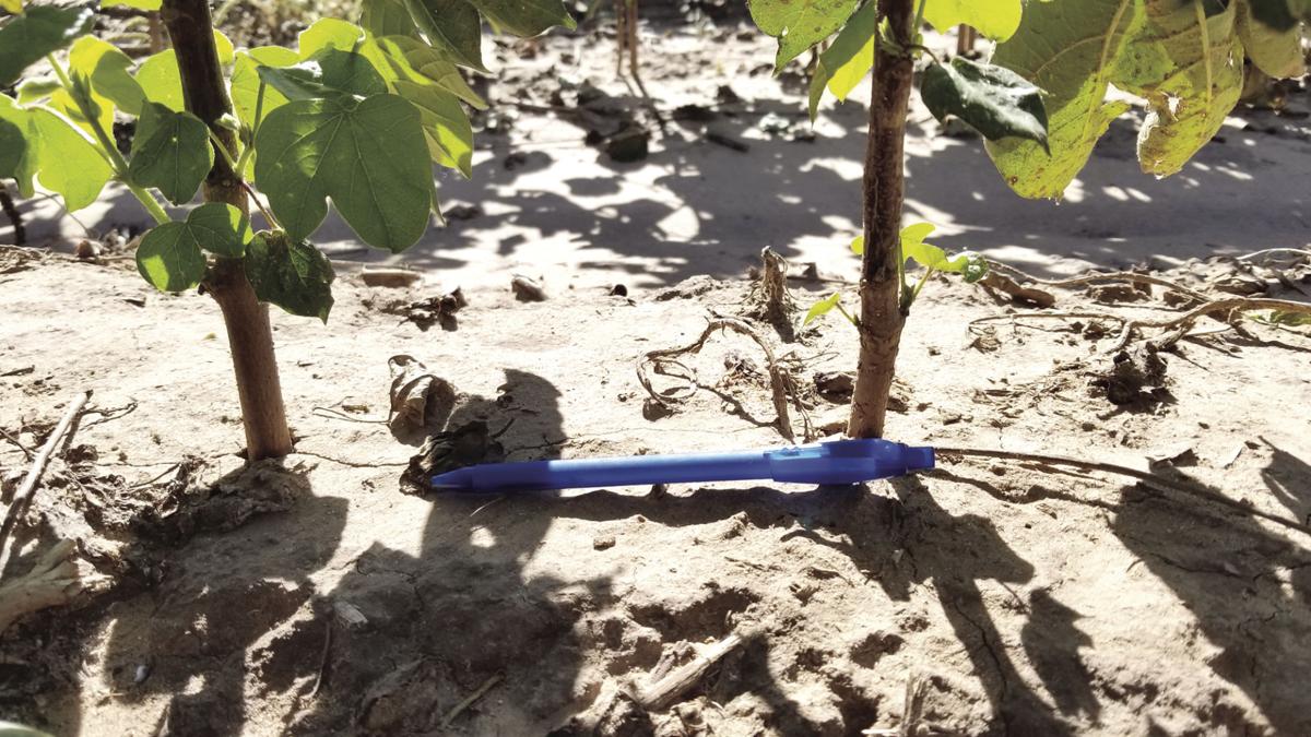 Look at cotton spacing, seeding rates Land & Livestock Post