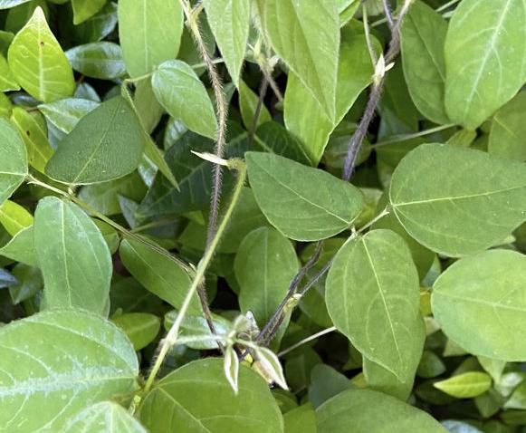 Texas Gardening There Are Many Ways To Prevent Weeds Try A Raised Garden Brazos Life Theeagle Com