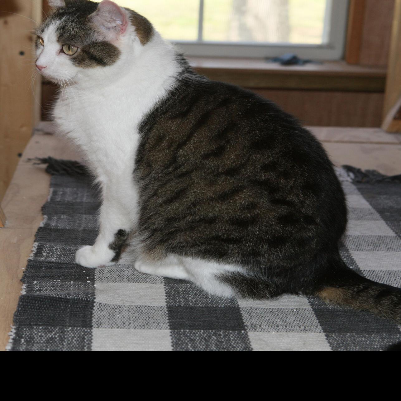 Some Paws For Celebration World S First Cloned Cat Turns 15 Texas A M Theeagle Com