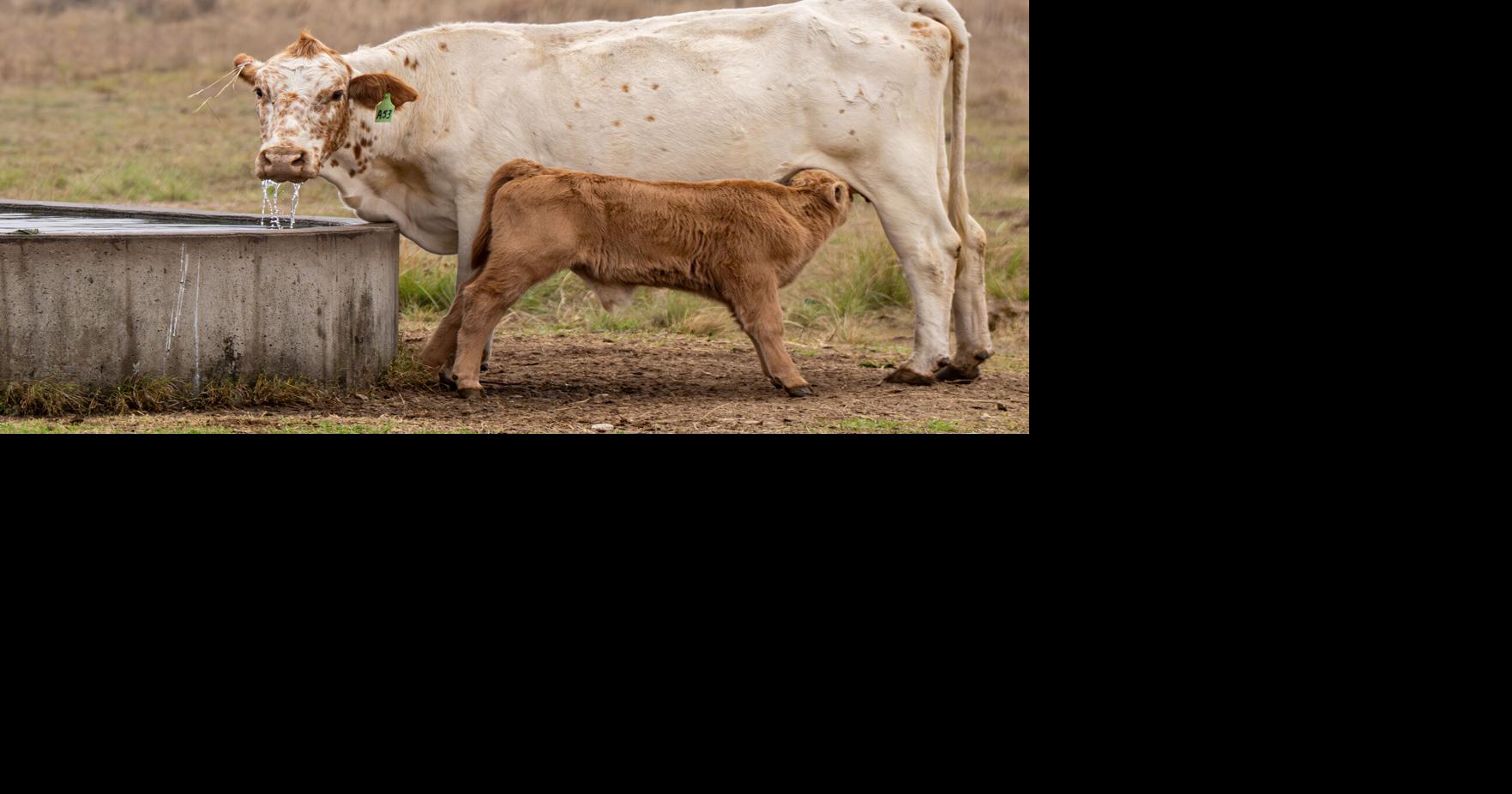 How to prevent heat stress in cattle